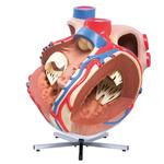 Herzmodell riesig 8-fache Grösse - 3B Smart Anatomy / Bild 2