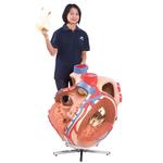 Herzmodell riesig 8-fache Grösse - 3B Smart Anatomy / Bild 5
