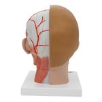 Kopfmodell Lebensgross mit Gehirn & Hals 4-teilig / Bild 3