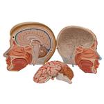 Kopfmodell Lebensgross mit Gehirn & Hals 4-teilig / Bild 7