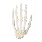 Hand, 3B Scientific® ORTHObones  / Bild 1
