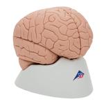Gehirnmodell  für Einsteiger 2-teilig - 3B Smart Anatomy / Bild 2