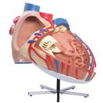 Herzmodell riesig 8-fache Grösse - 3B Smart Anatomy / Bild 3