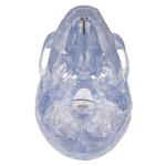 Schädel Modell Transparent 