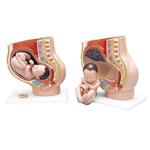 Schwangerschaftsbecken,3- teilig - 3B Smart Anatomy / Bild 1