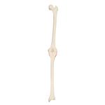 Rechtes Knie, 3B Scientific® ORTHObones Premium  / Bild 1