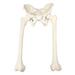 Becken mit Femur, 3B Scientific® ORTHObones Premium  / Bild 1