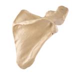 Schulterblatt, rechts 3B Scientific® ORTHObones Premium   / Bild 1