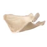 Schulterblatt, rechts 3B Scientific® ORTHObones Premium   / Bild 3